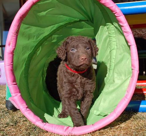 15 Puppy Tunnel